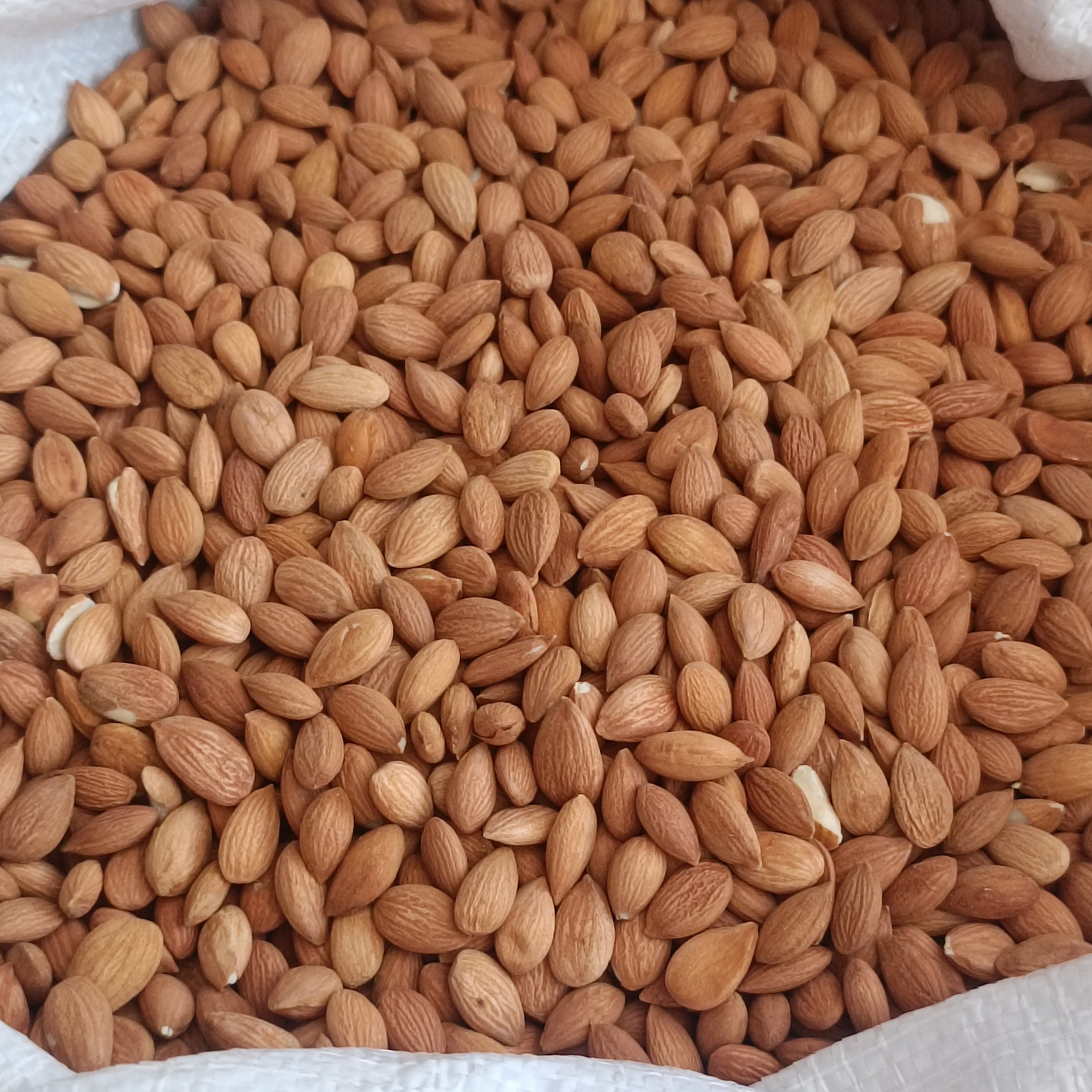 Kayısı Çekirdeği