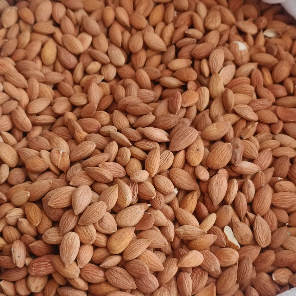 Kayısı Çekirdeği